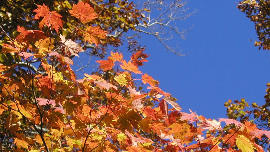*尾瀬（紅葉）/草紅葉だけでなく、遊歩道の近くにも鮮やか紅葉が葉を揺らしてお待ちしています