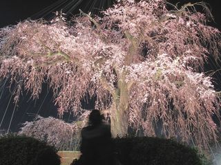 Cherry blossom blooming-a