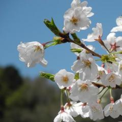 【呑山観音寺の桜】春は桜、シャクナゲ、コブシ、夏はアジサイと深緑、秋は紅葉、冬は雪景色