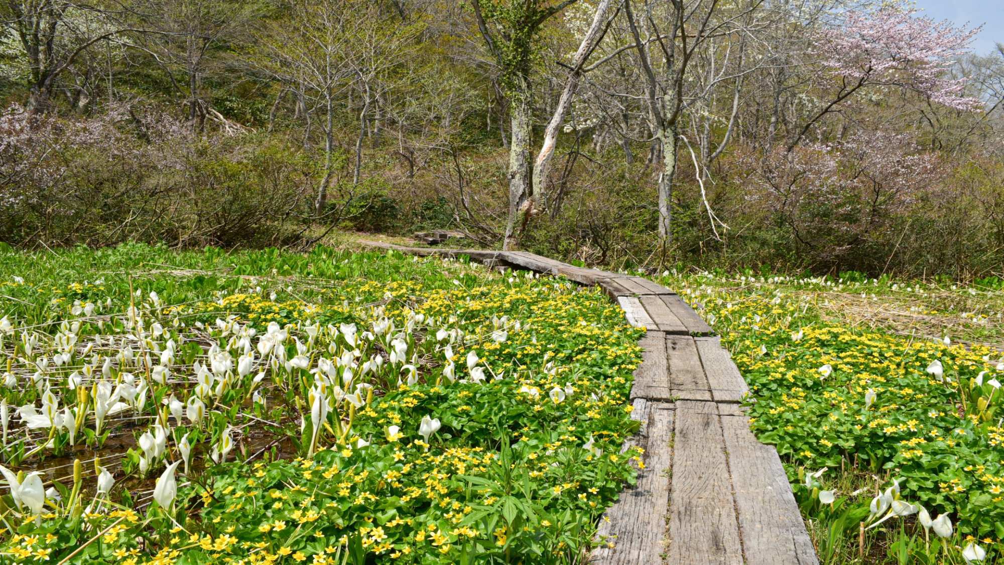 【グリーンシーズン】ファミリー利用におすすめ！爽やかな高原で過ごすお気軽リゾートステイ＜素泊まり＞