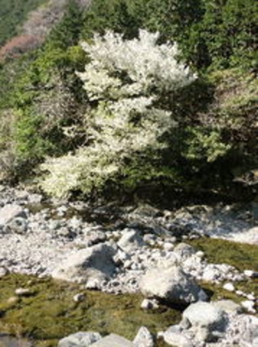 仁科川の桜3