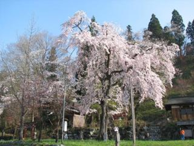 徹然桜