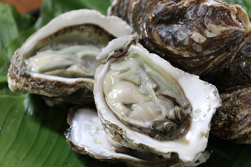 【夏の味覚・山陰の岩牡蠣】×【のどぐろ・しまね和牛・しじみ】を楽しむ「和食膳コース」プラン