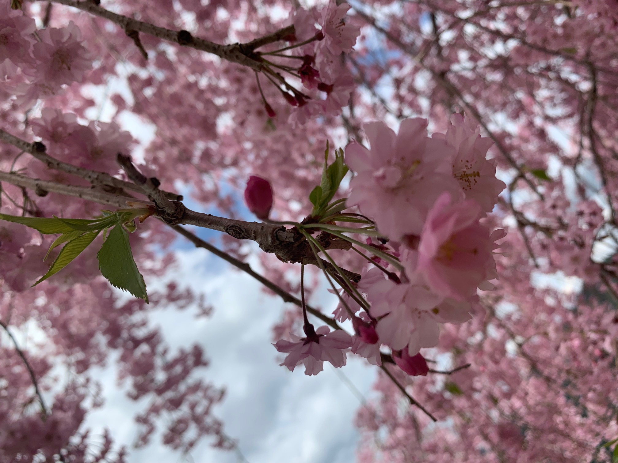 【庭園】枝垂れ桜