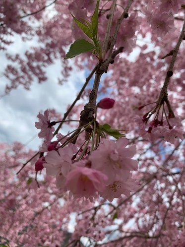 【庭園】枝垂れ桜