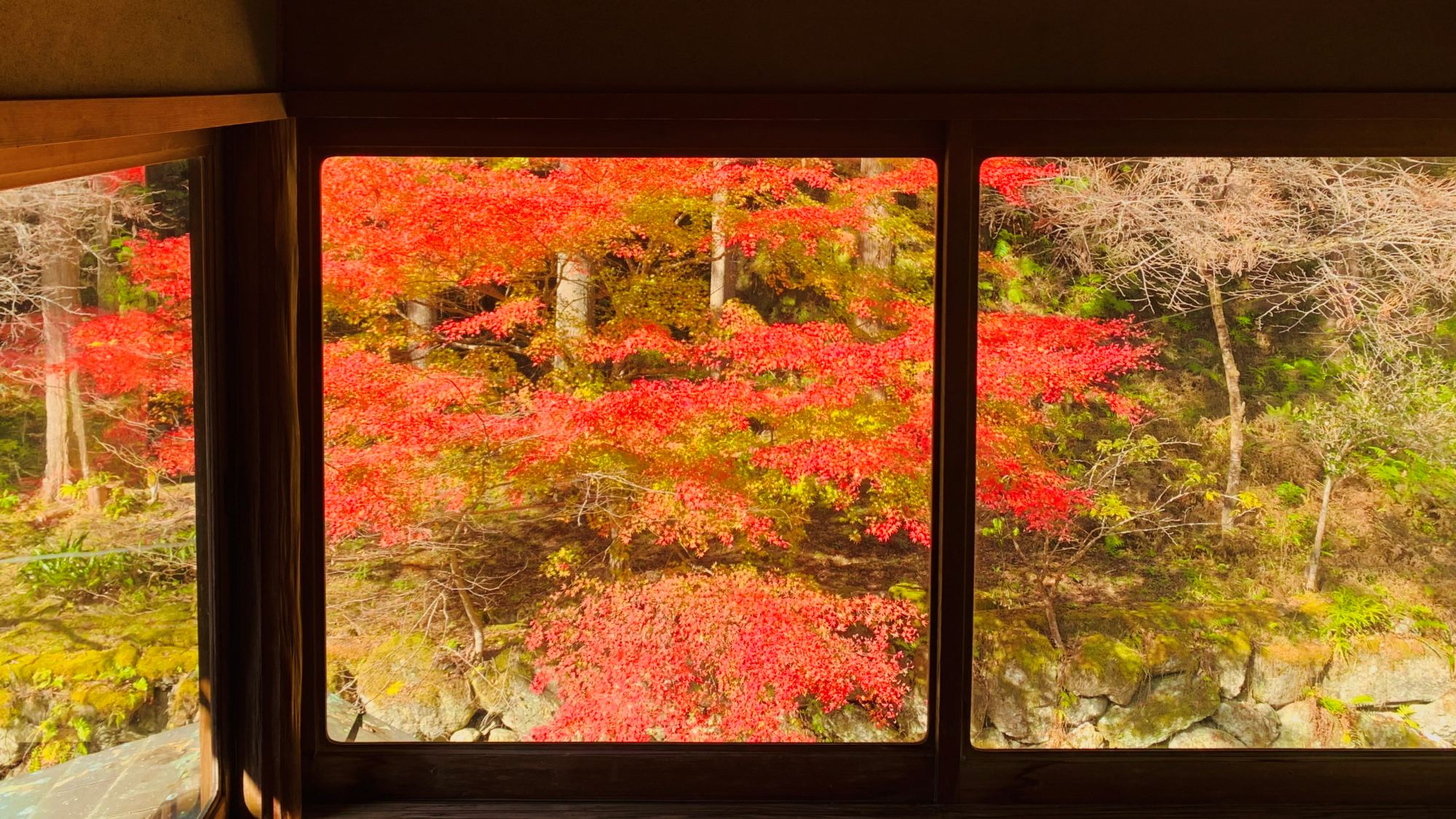 彩り映える秋の庭園美