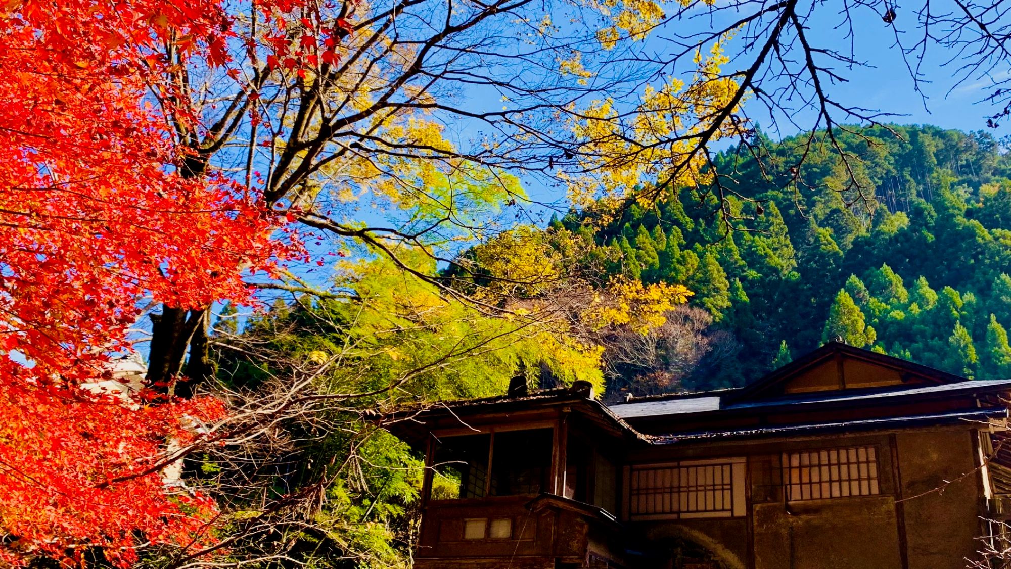 彩り映える秋の庭園美