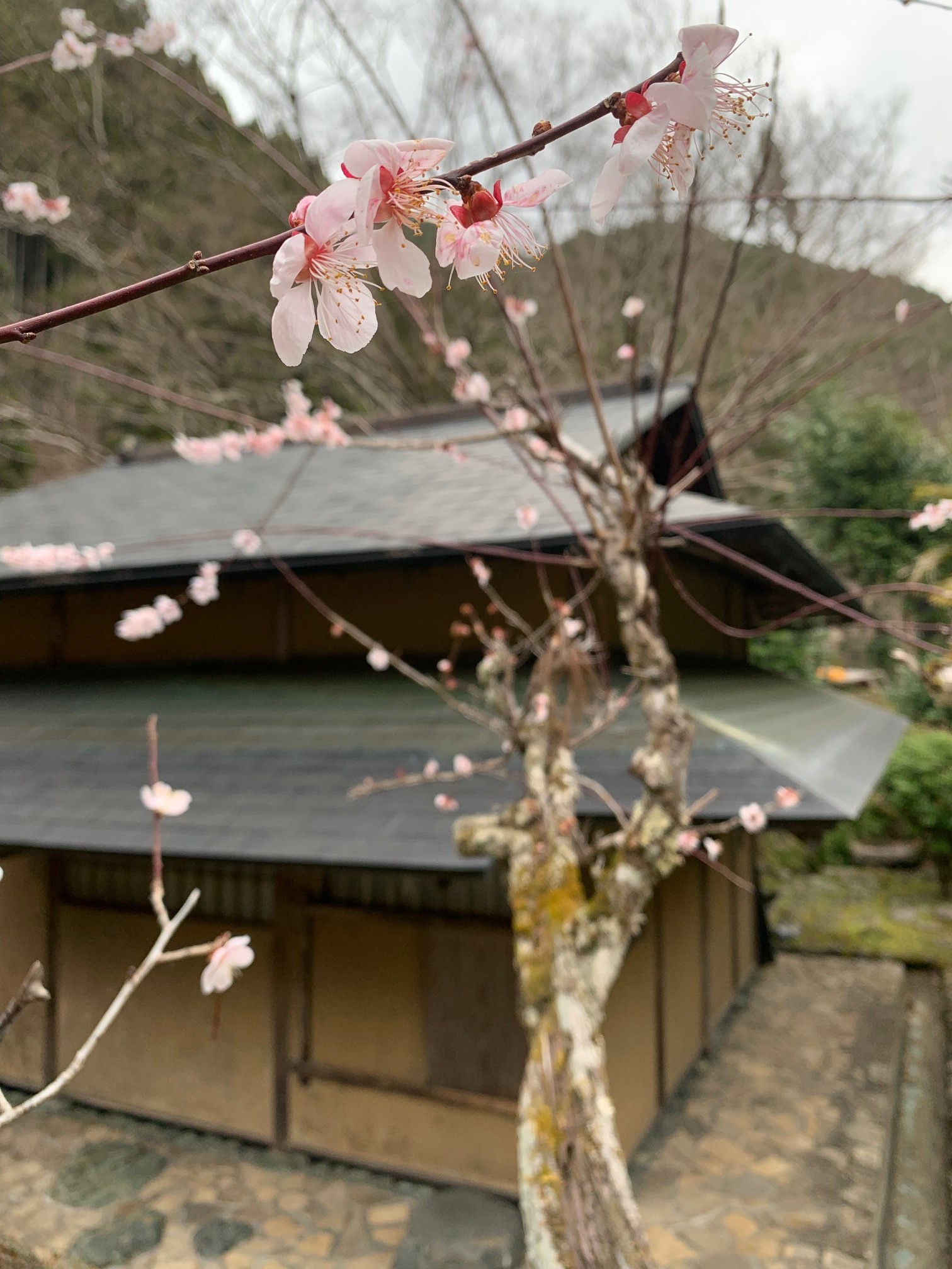 【庭園】お茶室と老梅