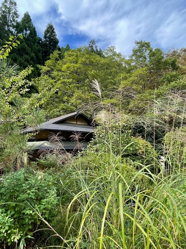 【庭園】お茶室前のススキ