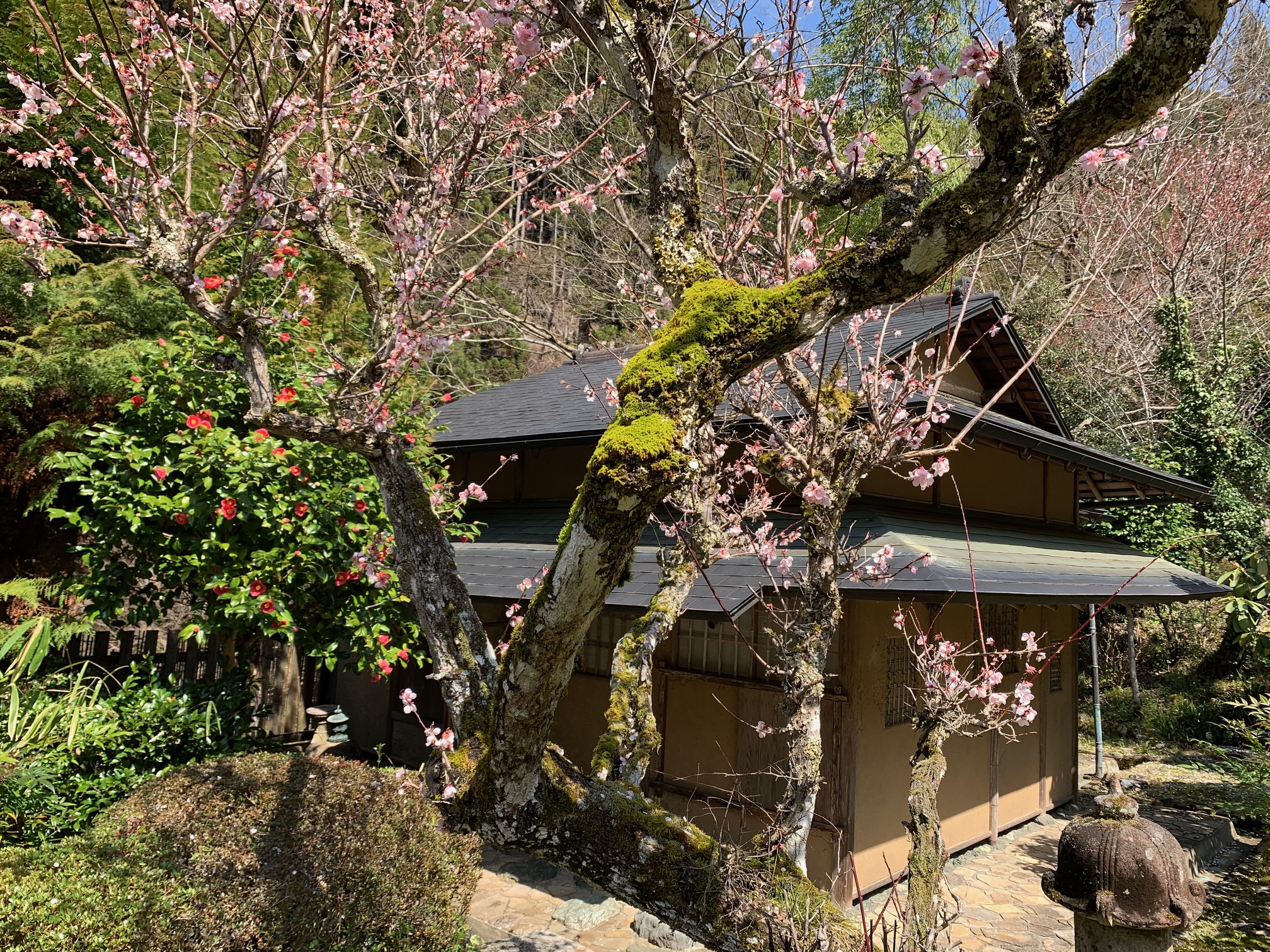 【庭園】お茶室の老梅と椿