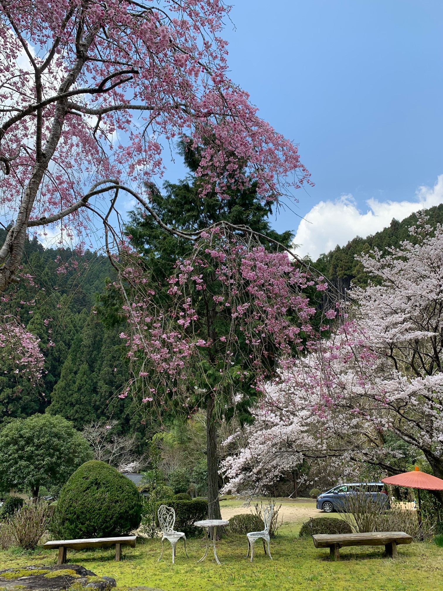 【庭園】紅枝垂れ桜とソメイヨシノ