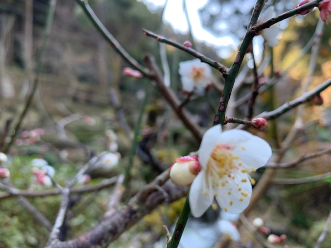 【庭園】白梅