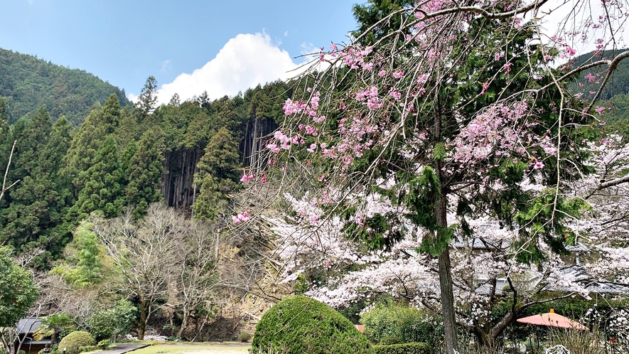 *【庭園】1年間で６ヵ月桜に逢えます。