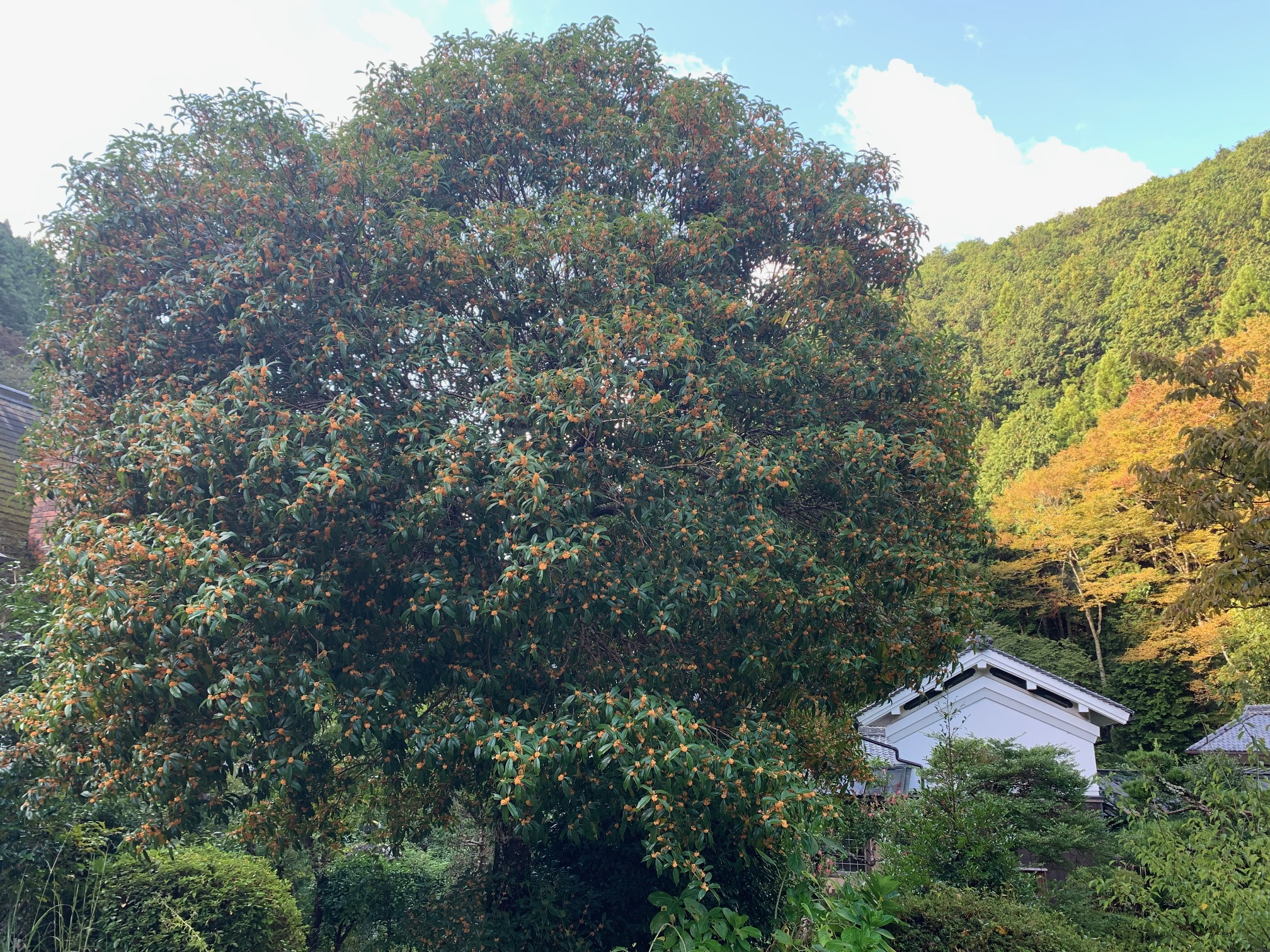 【庭園】キンモクセイ