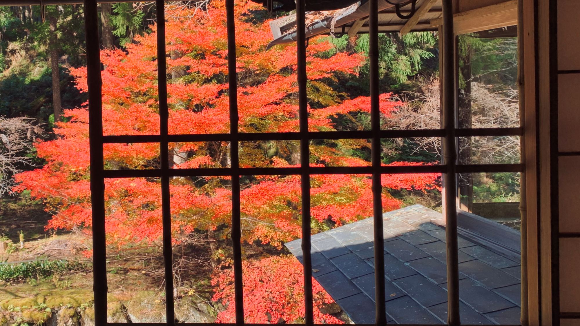 彩り映える秋の庭園美