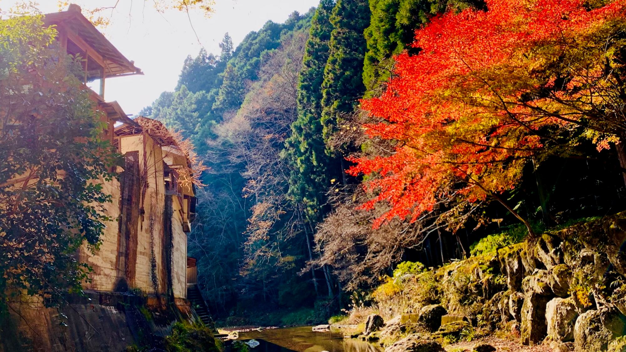 彩り映える秋の庭園美