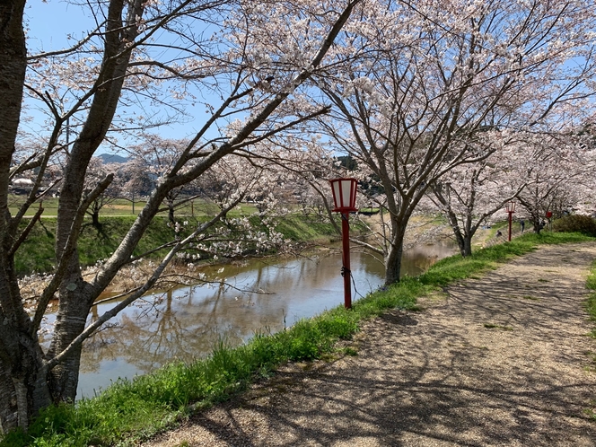 【周辺観光】芳野川（菟田野）桜