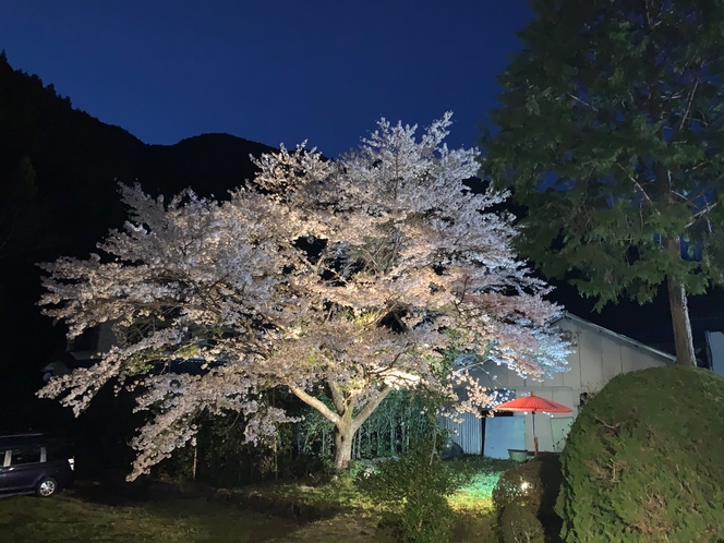 【庭園】夜桜（ソメイヨシノ）