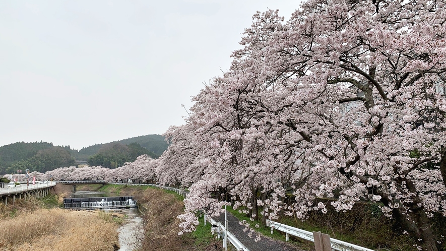 *【周辺観光】宇陀川の桜並木