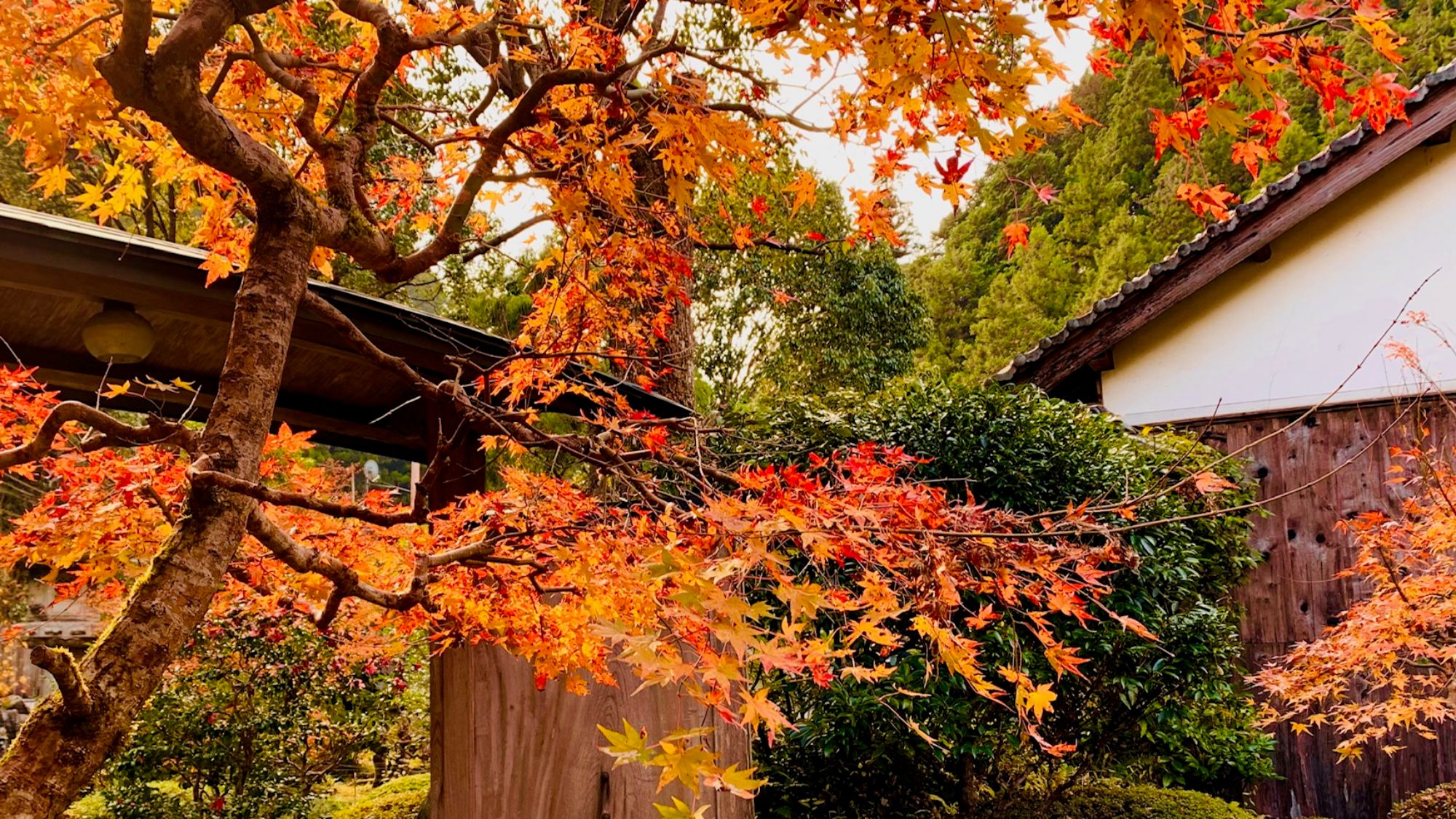 彩り映える秋の庭園美