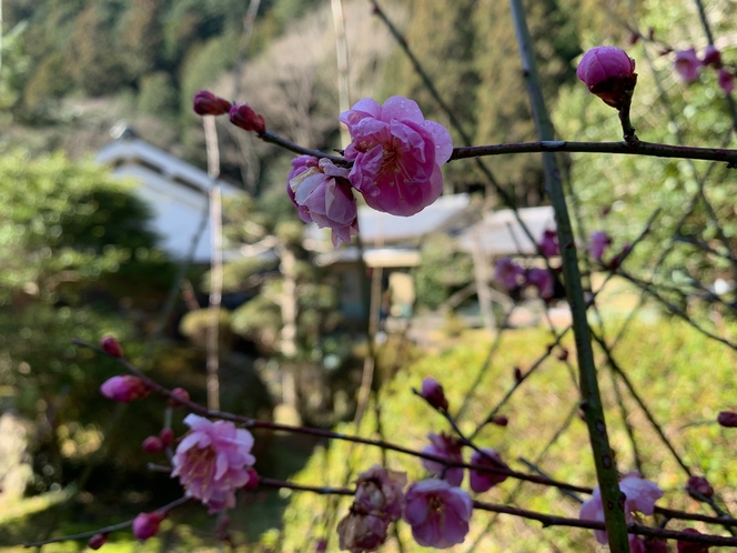 【庭園】八重梅