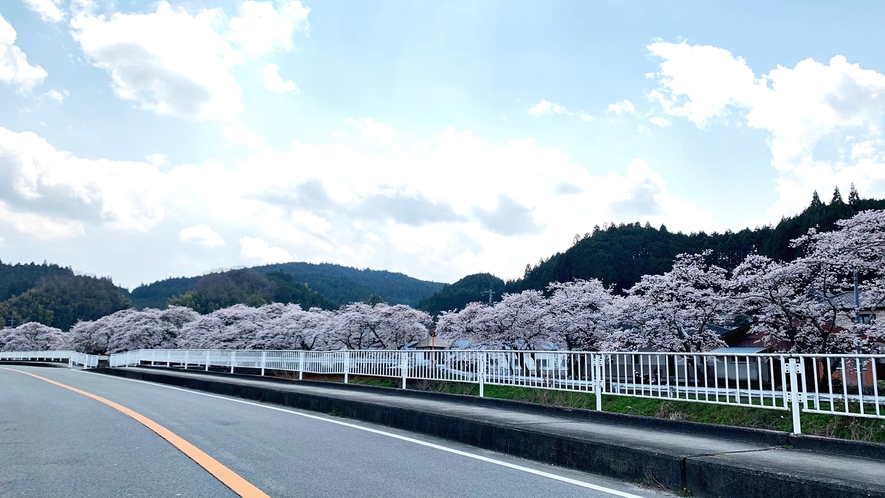 *【周辺観光】宇陀川の桜並木