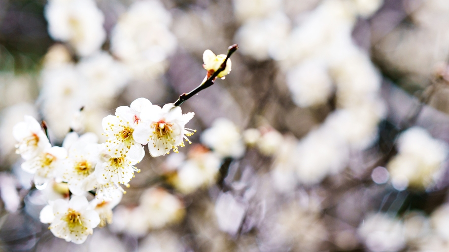 *【庭園】1年間で６ヵ月桜に逢えます。