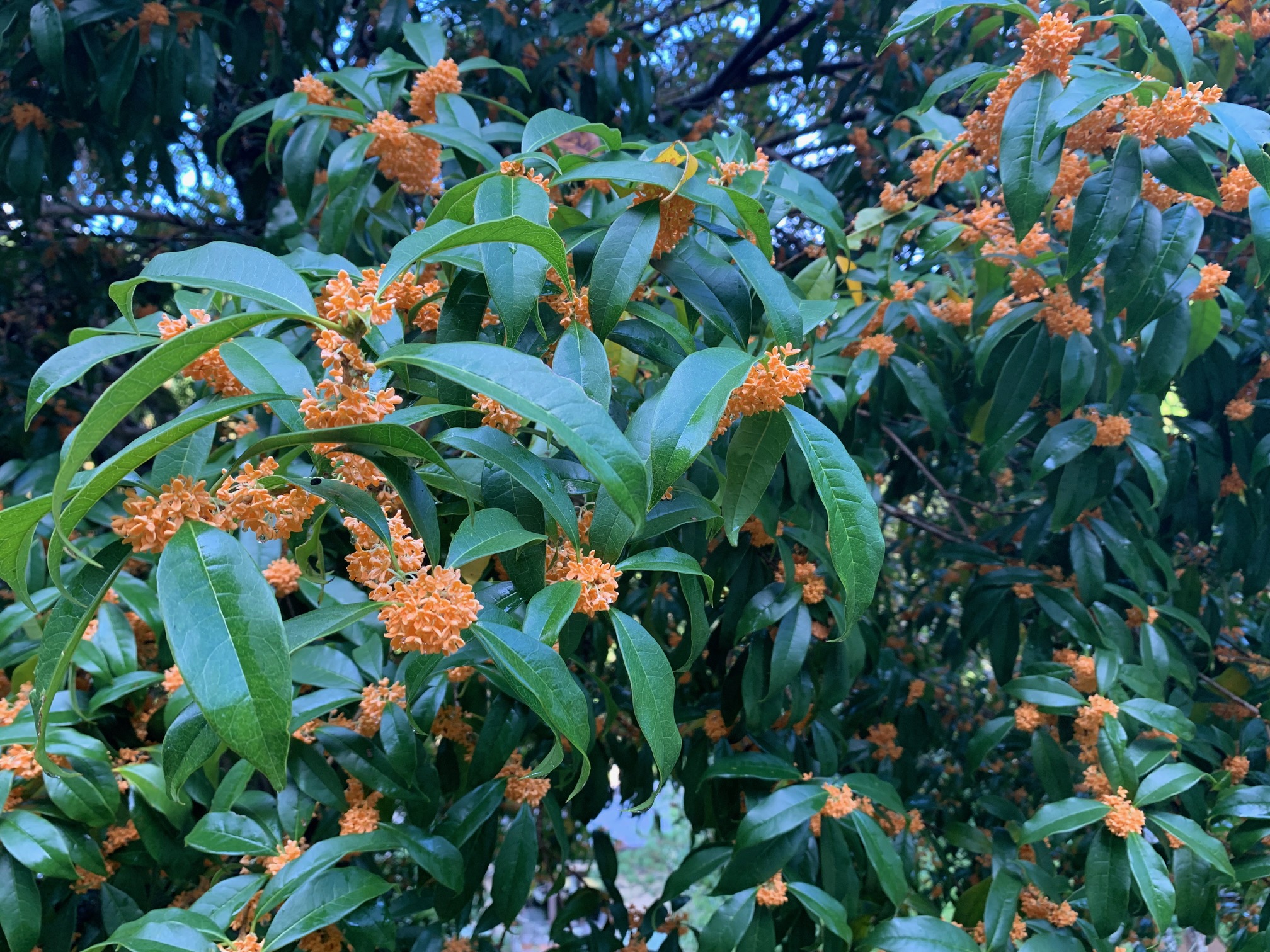 【庭園】キンモクセイ