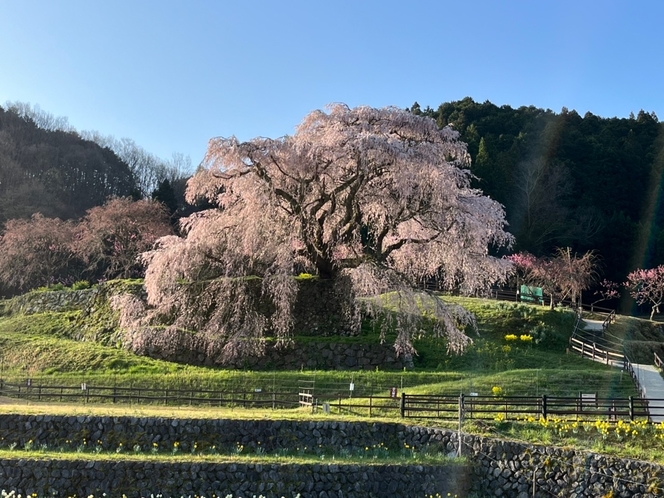 【周辺観光】又兵衛桜