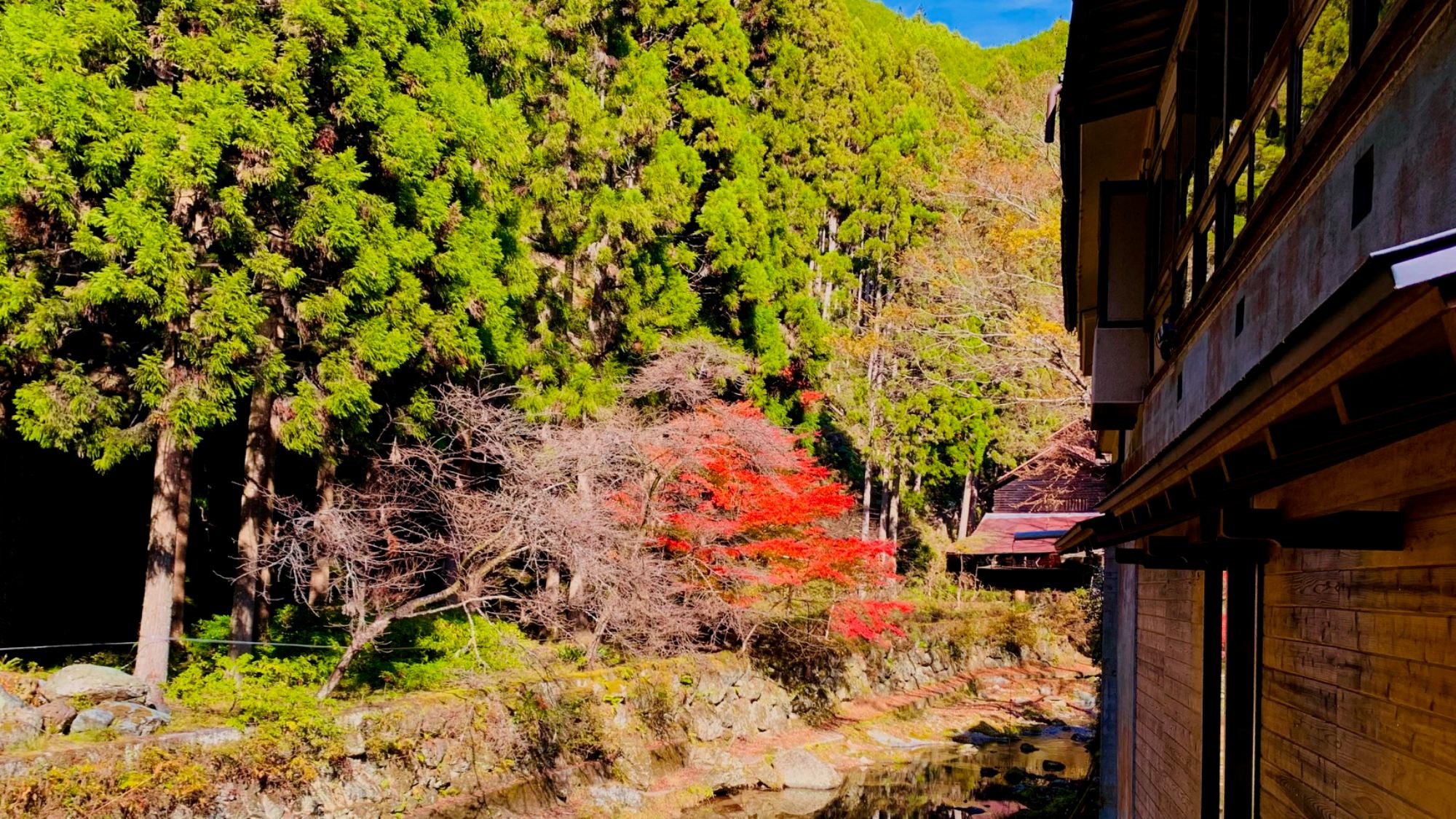 彩り映える秋の庭園美