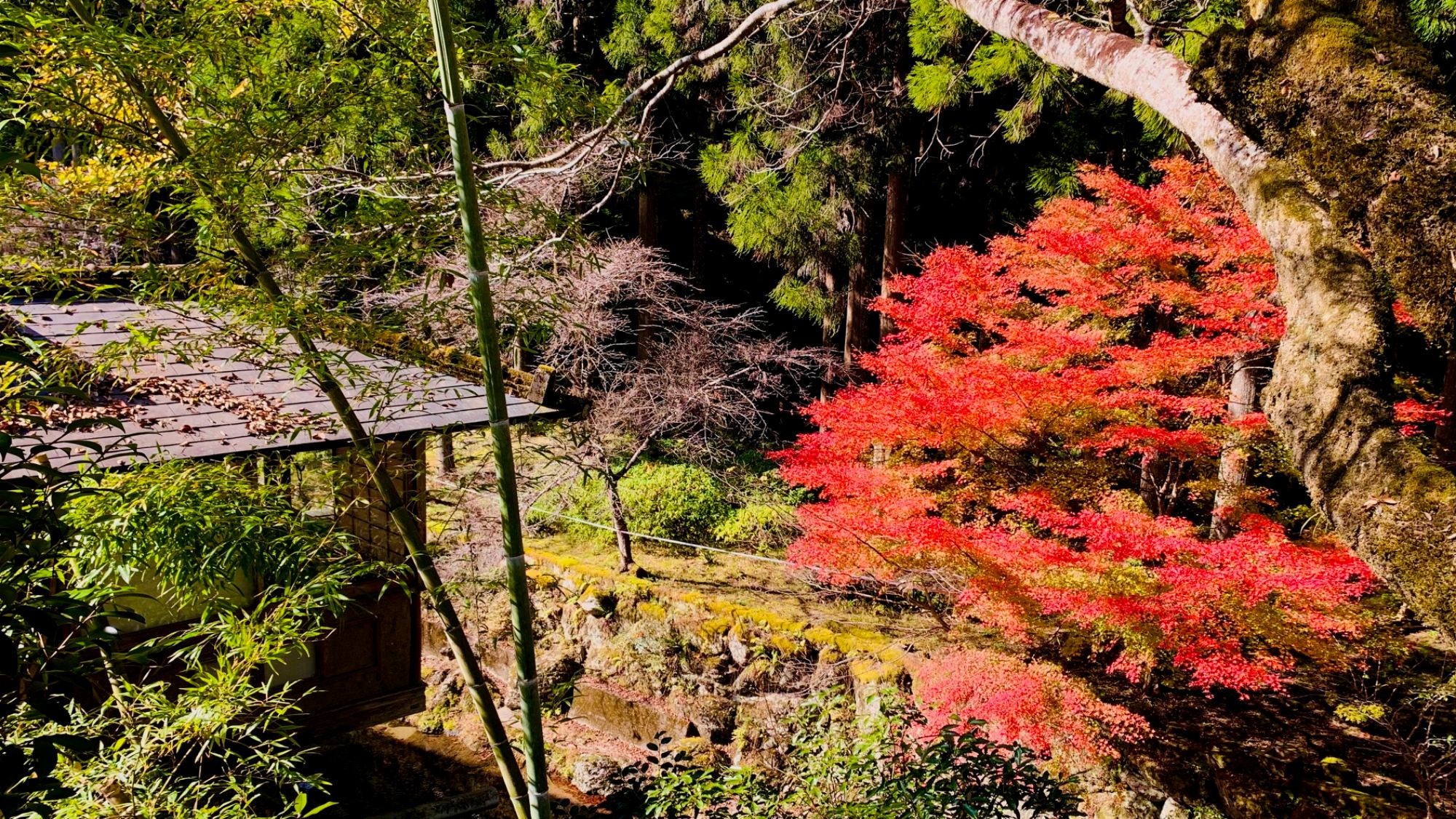 彩り映える秋の庭園美