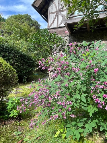 【庭園】スイス館（洋館）前の「萩の花」