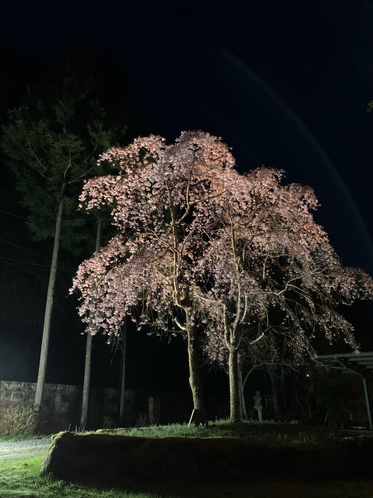 【庭園】夜桜（紅枝垂れ桜）