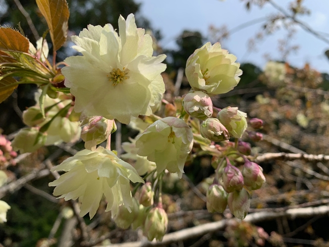 【庭園】御衣黄桜 ＊珍しい黄緑色の花が咲く