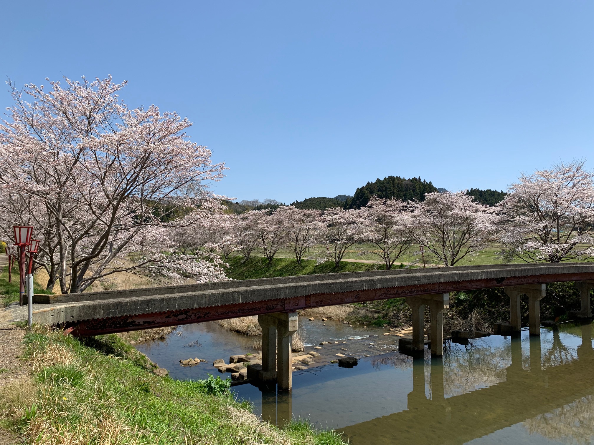 【周辺観光】芳野川（菟田野）桜