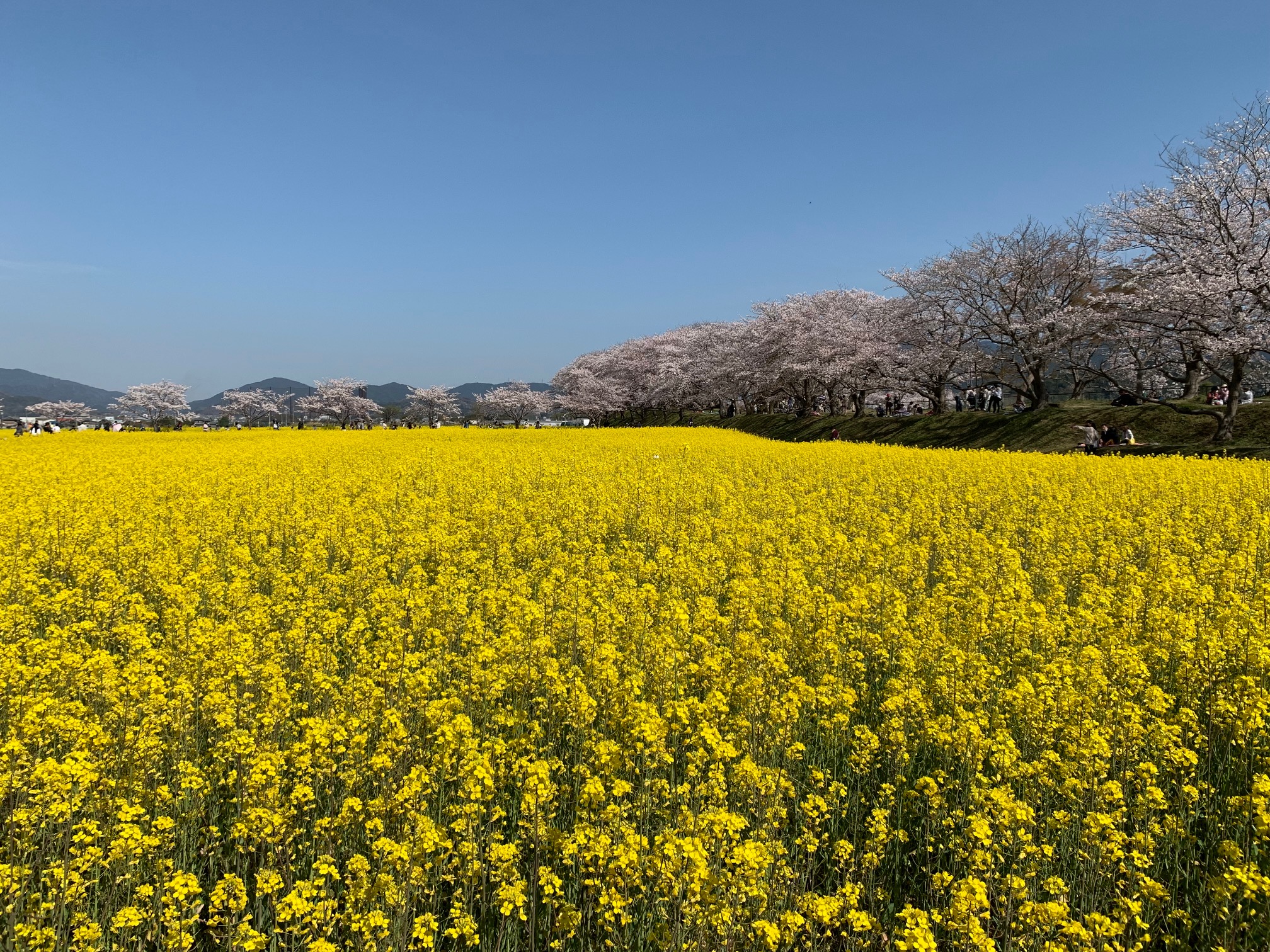 【周辺観光】藤原京跡（菜の花＆桜）