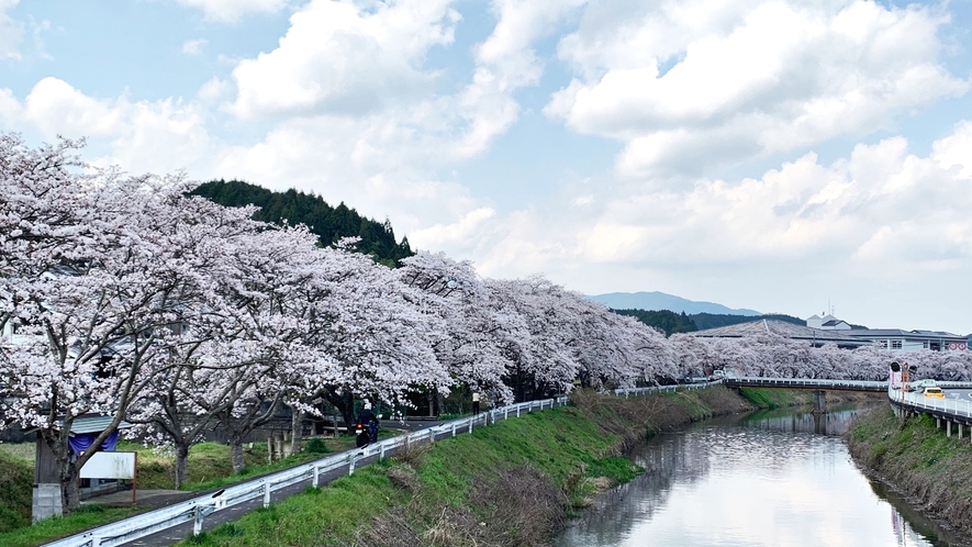 *【周辺観光】宇陀川の桜並木