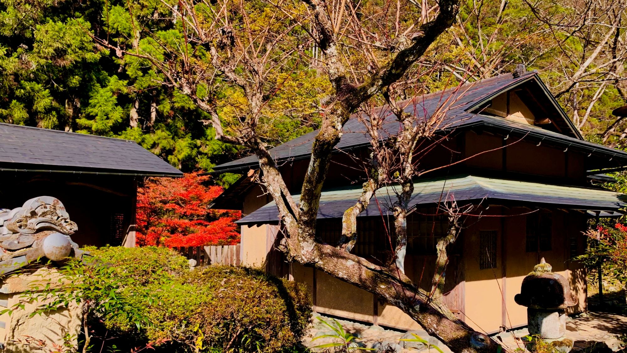 彩り映える秋の庭園美