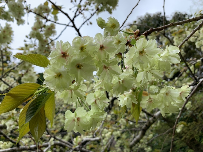 【庭園】御衣黄桜＊珍しい黄緑色の花が咲く