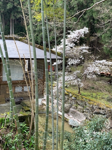 【庭園】山桜