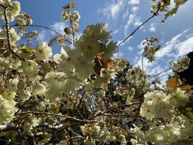 【庭園】御衣黄桜 ＊珍しい黄緑色の花が咲く