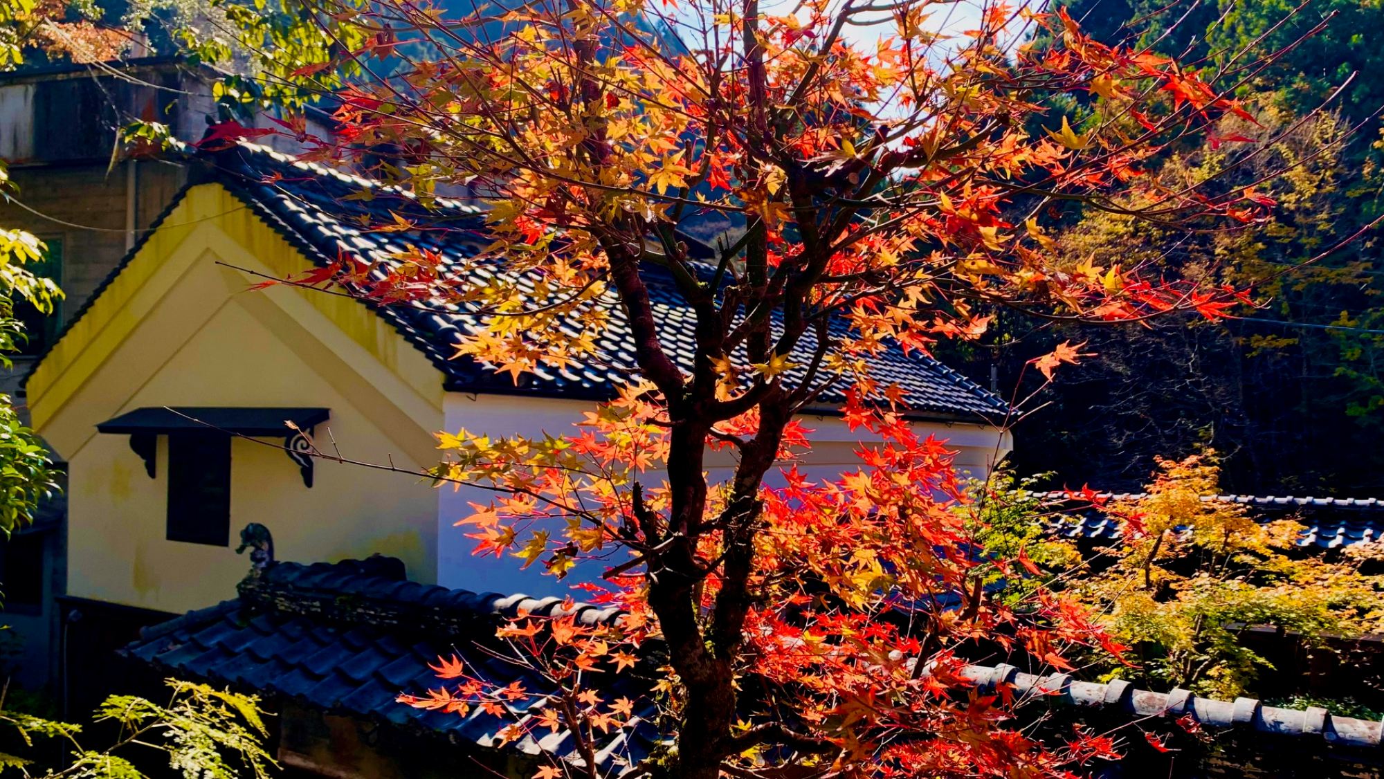 彩り映える秋の庭園美