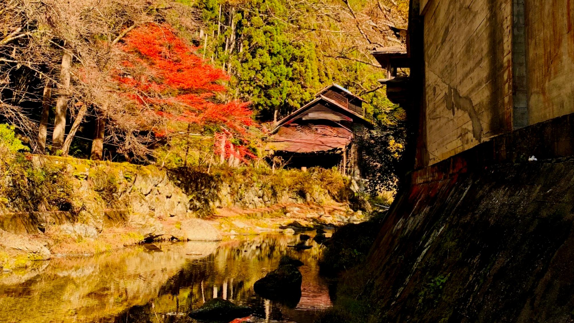 彩り映える秋の庭園美