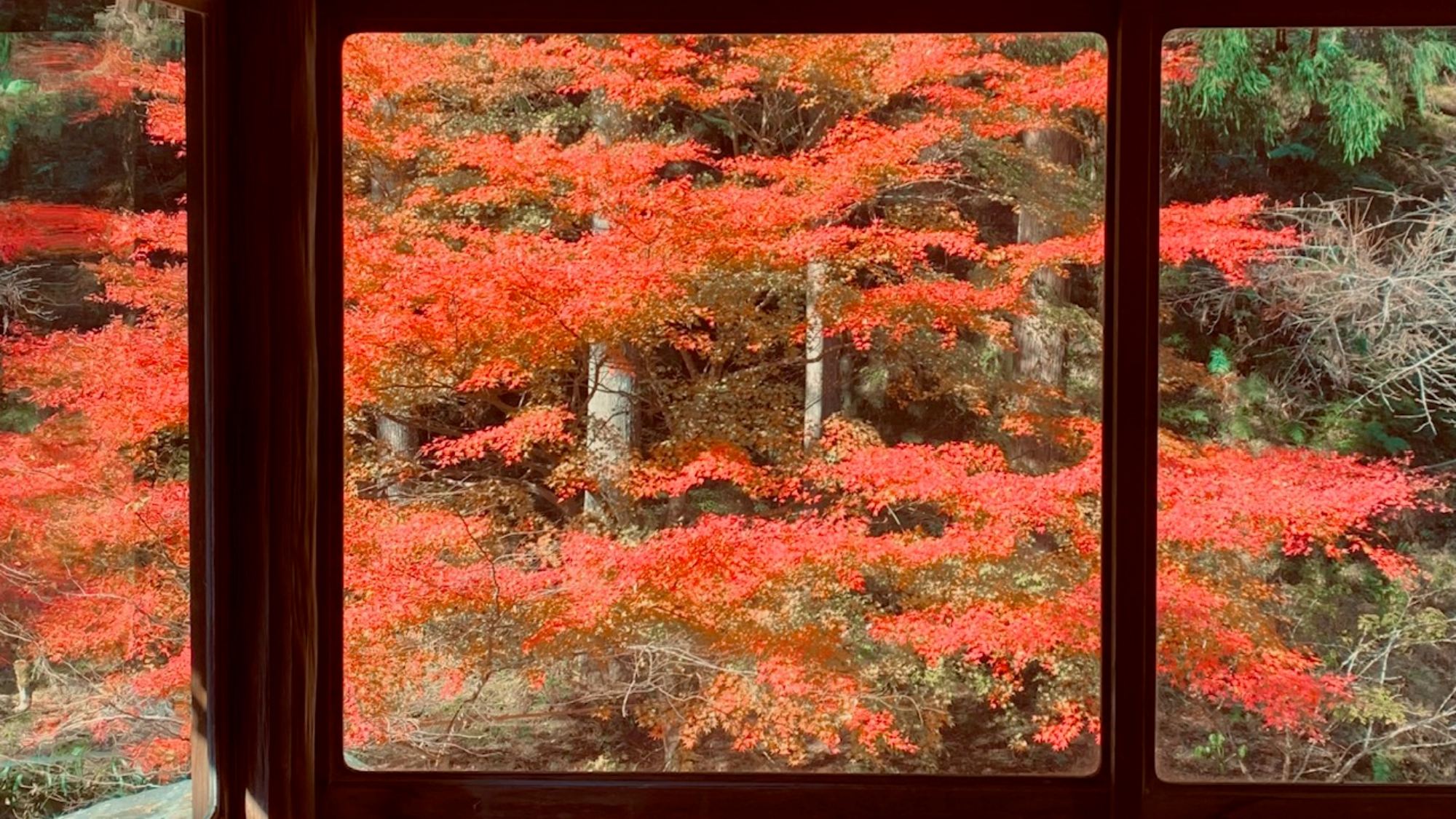 彩り映える秋の庭園美