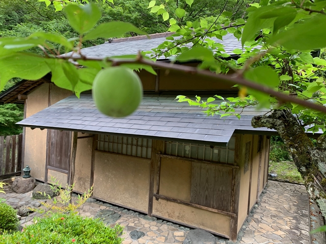 【庭園】茶室と老梅の「梅の実」