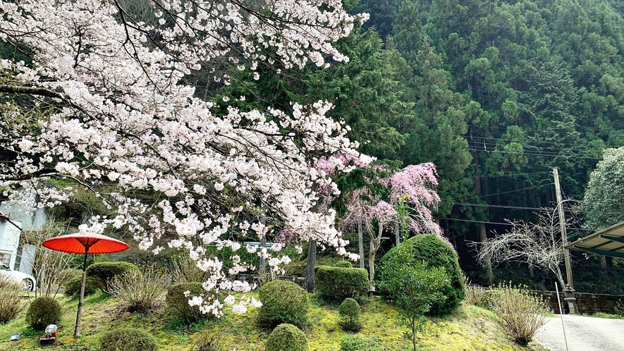 *【庭園】1年間で６ヵ月桜に逢えます。
