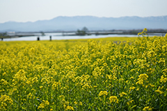 写真6