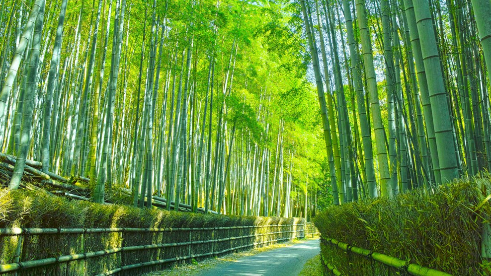 京都散策 竹林 イメージ
