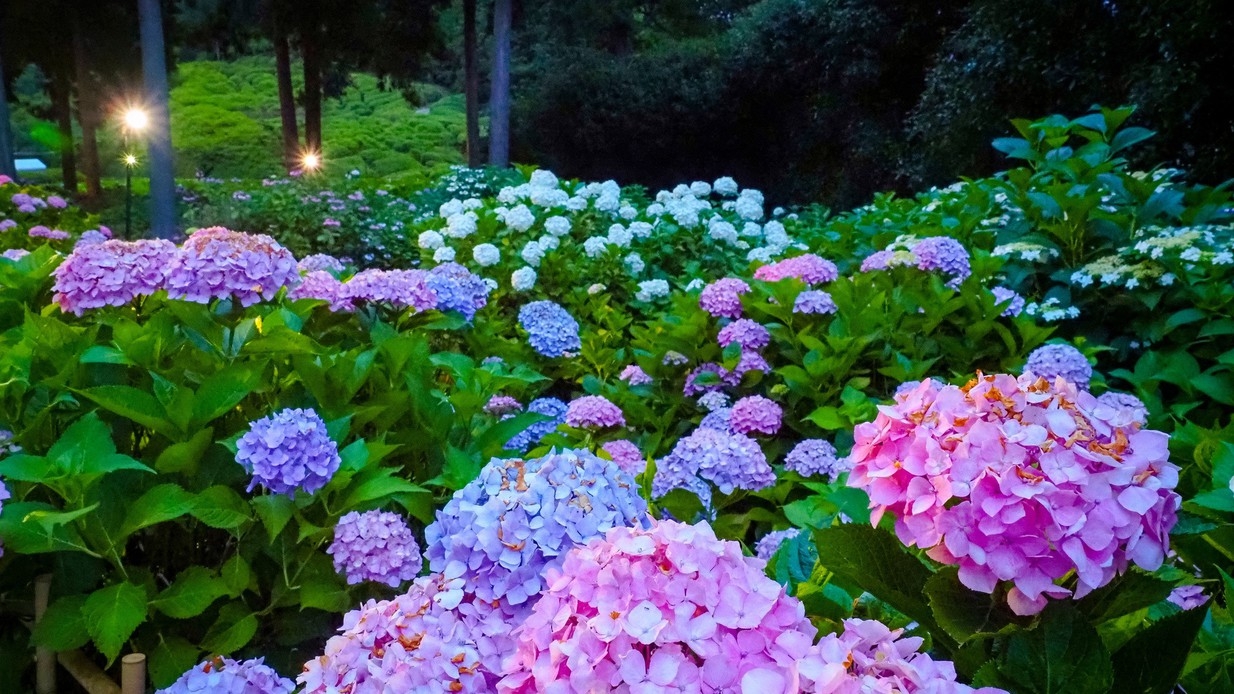【楽天月末セール】夏の旅をお得に！色鮮やかな紫陽花が彩る京都へ  -朝食付き-