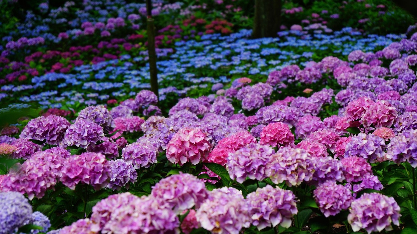 【楽天月末セール】ポイント10倍☆夏の旅をお得に！色鮮やかな紫陽花が彩る京都へ -食事なし- 